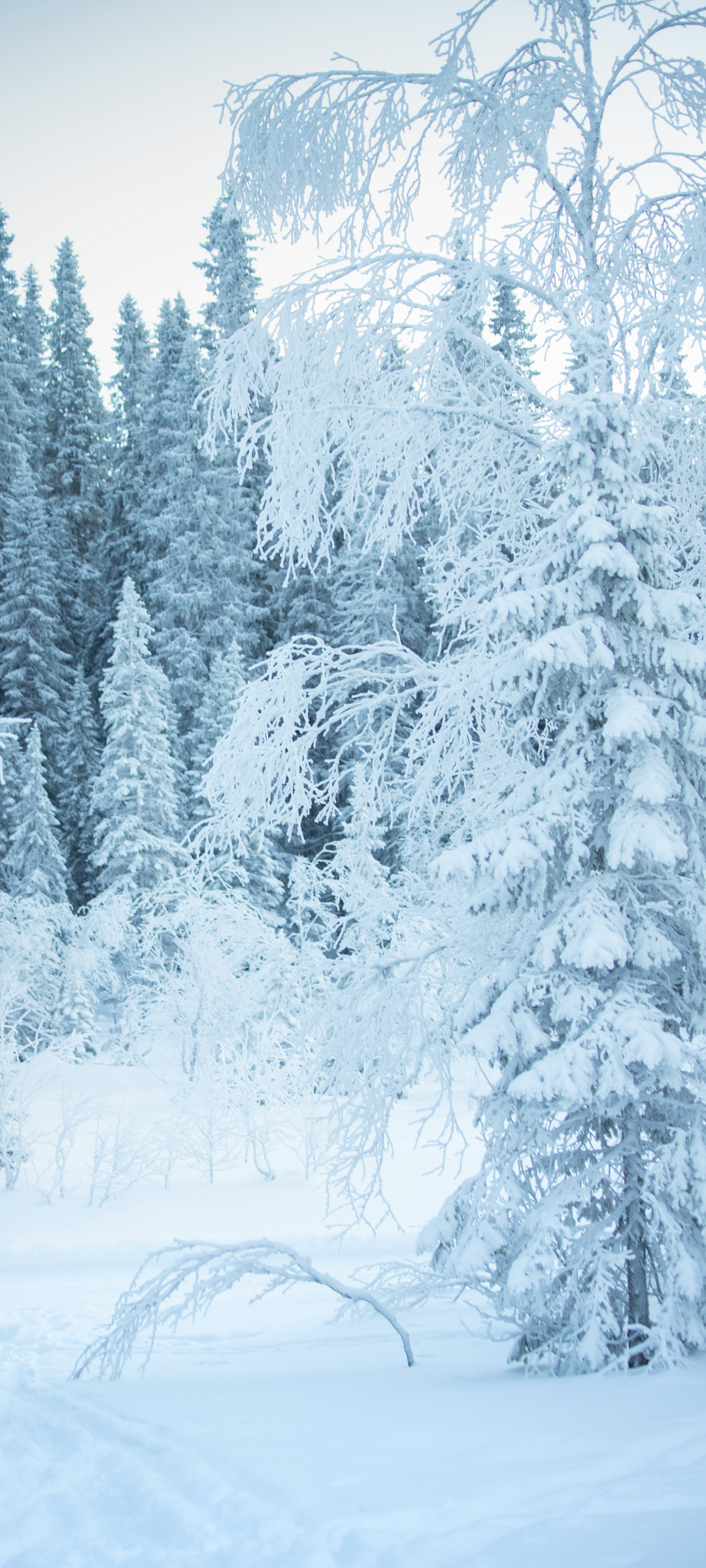 冬日雪景手机风景壁纸 配图01